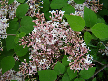 Syringa microphylla 'Superba'