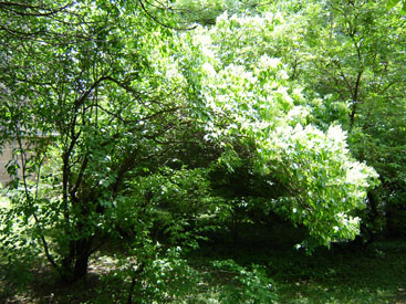 Syringa reticulata subsp. pekinensis