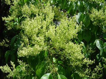 Syringa reticulata subsp. pekinensis