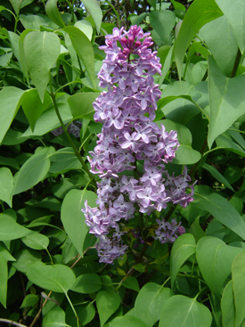 Syringa vulgaris L.