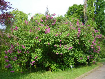 Syringa vulgaris 'Andenken an Ludwig Späth'