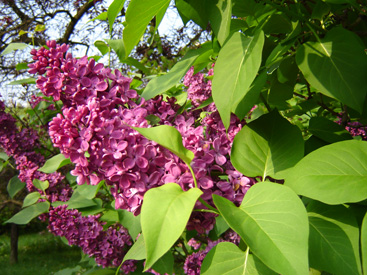 Syringa vulgaris 'Andenken an Ludwig Späth'