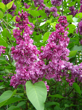 Syringa vulgaris 'Charles Joly'