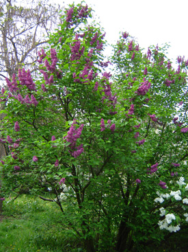 Syringa vulgaris 'Doyen Keteleer'