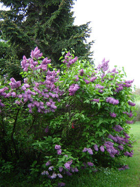 Syringa vulgaris 'G. J. Baardse'