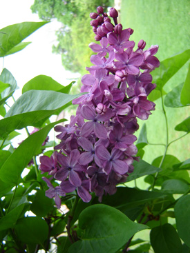 Syringa vulgaris 'G. J. Baardse'