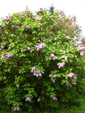 Syringa vulgaris 'La Mauve'