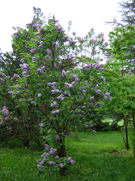 Syringa vulgaris 'Mme Antoine Buchner'