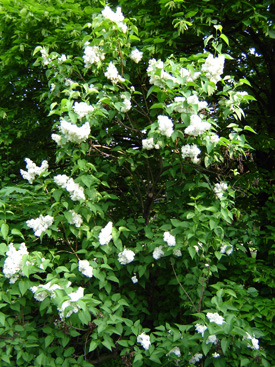 Syringa vulgaris 'Mme Lemoine'