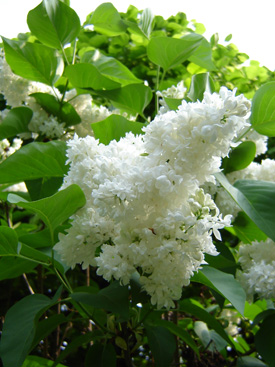 Syringa vulgaris 'Mme Lemoine'