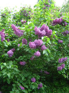 Syringa vulgaris 'Negro'