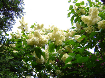 Syringa vulgaris 'Primrose'