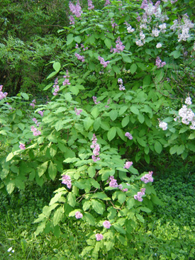 Syringa wolfii SCHNEID.