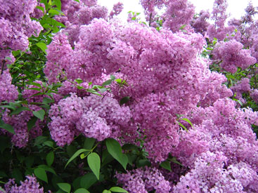 Syringa × chinensis 'Saugeana'