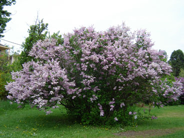 Syringa × hyacinthiflora 'Catinat'