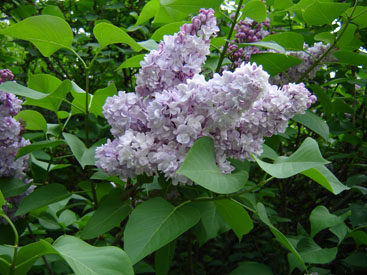 Syringa × hyacinthiflora 'Mirabeau'