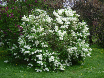 Syringa × hyacinthiflora 'The Bride'