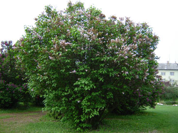 Syringa × hyacinthiflora 'Vauban'