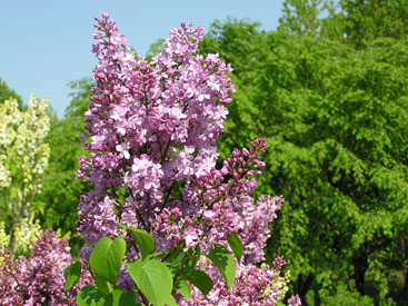 Syringa × hyacinthiflora 'Vauban'