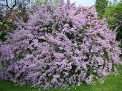 Syringa × laciniata Mill.