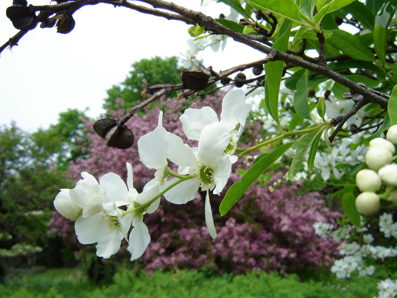 Exochorda racemosa