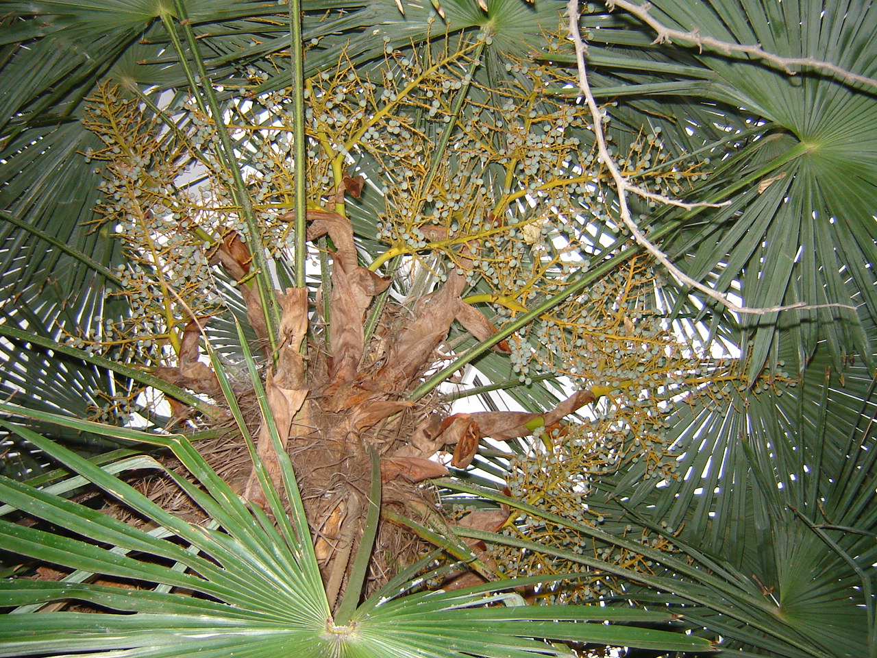 Trachycarpus fortunei