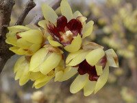 Chimonanthus praecox