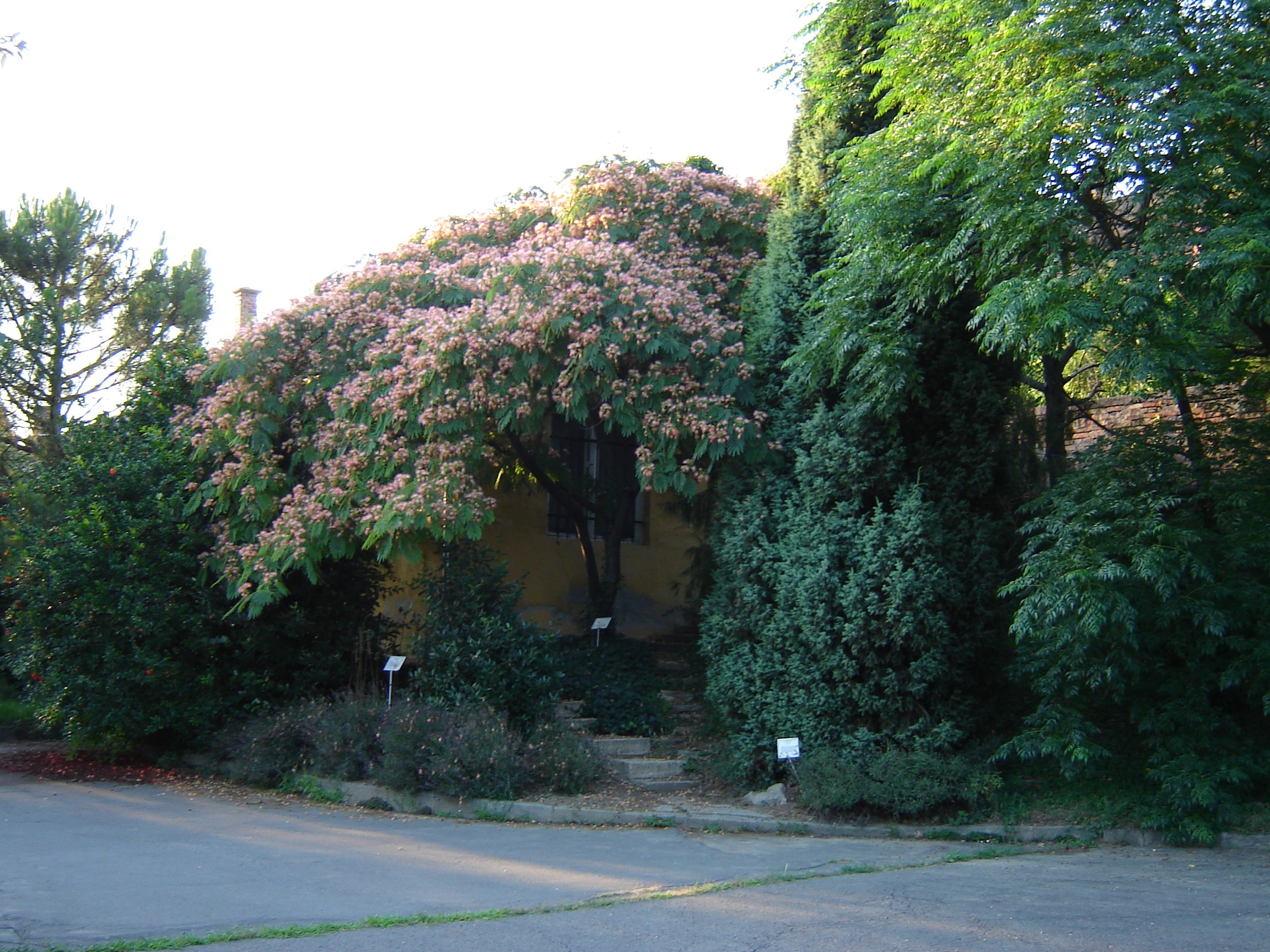 Albizia julibrissin