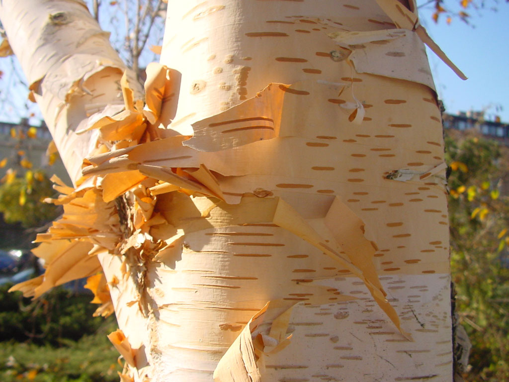 Betula utilis var. jacquemontii