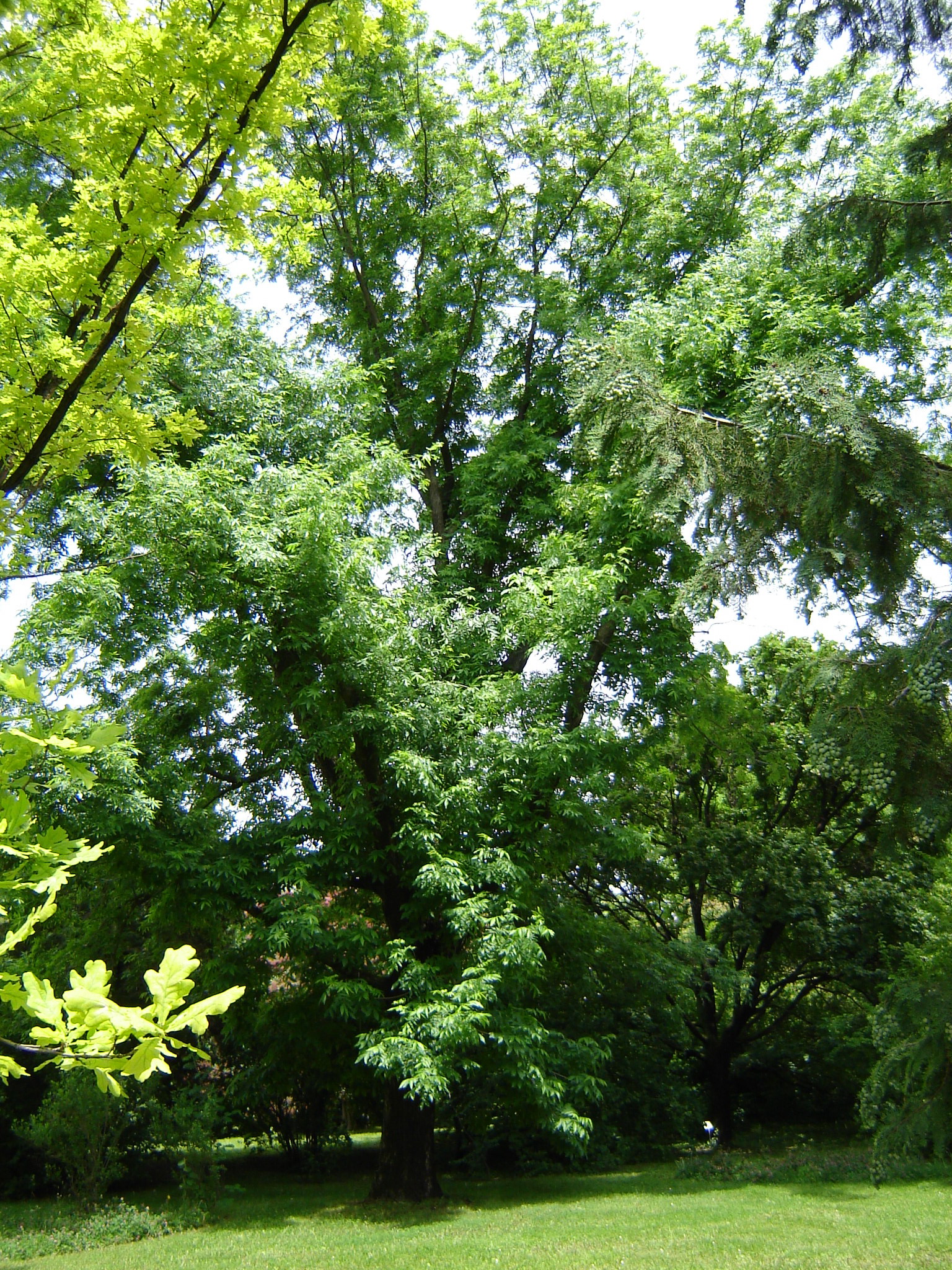 Carya cordiformis