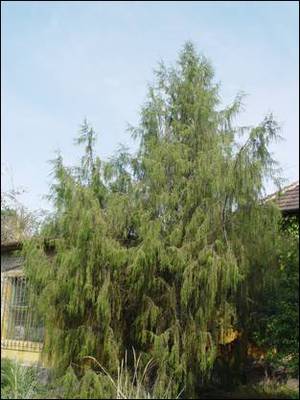 Cupressus funebris