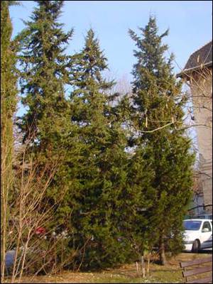 Cupressus sempervirens