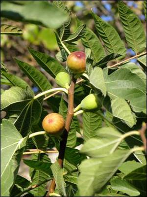 Ficus carica