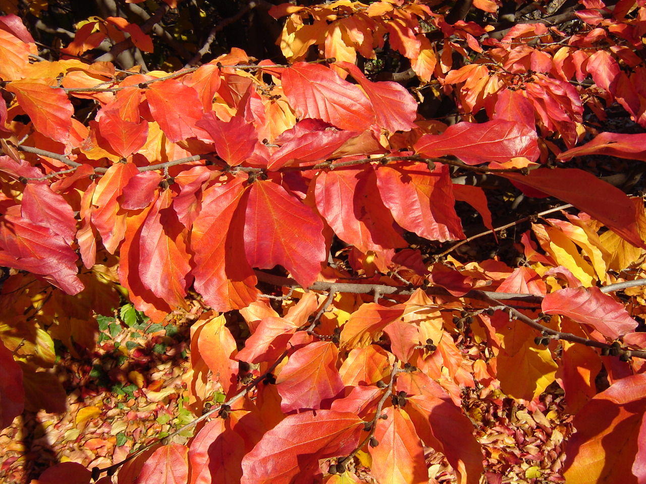 Parrotia persica