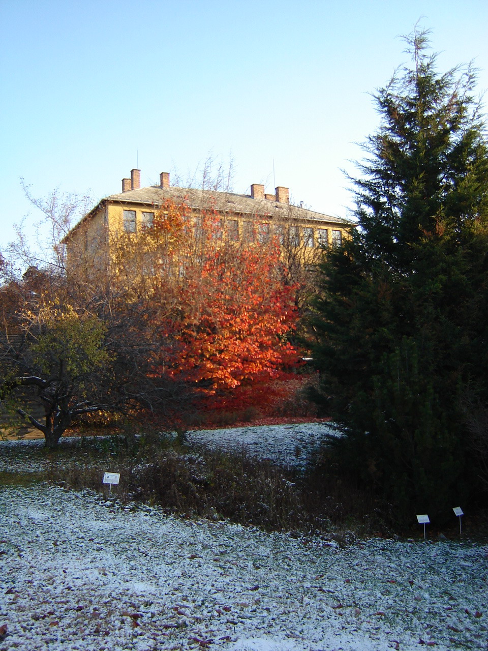 Parrotia persica