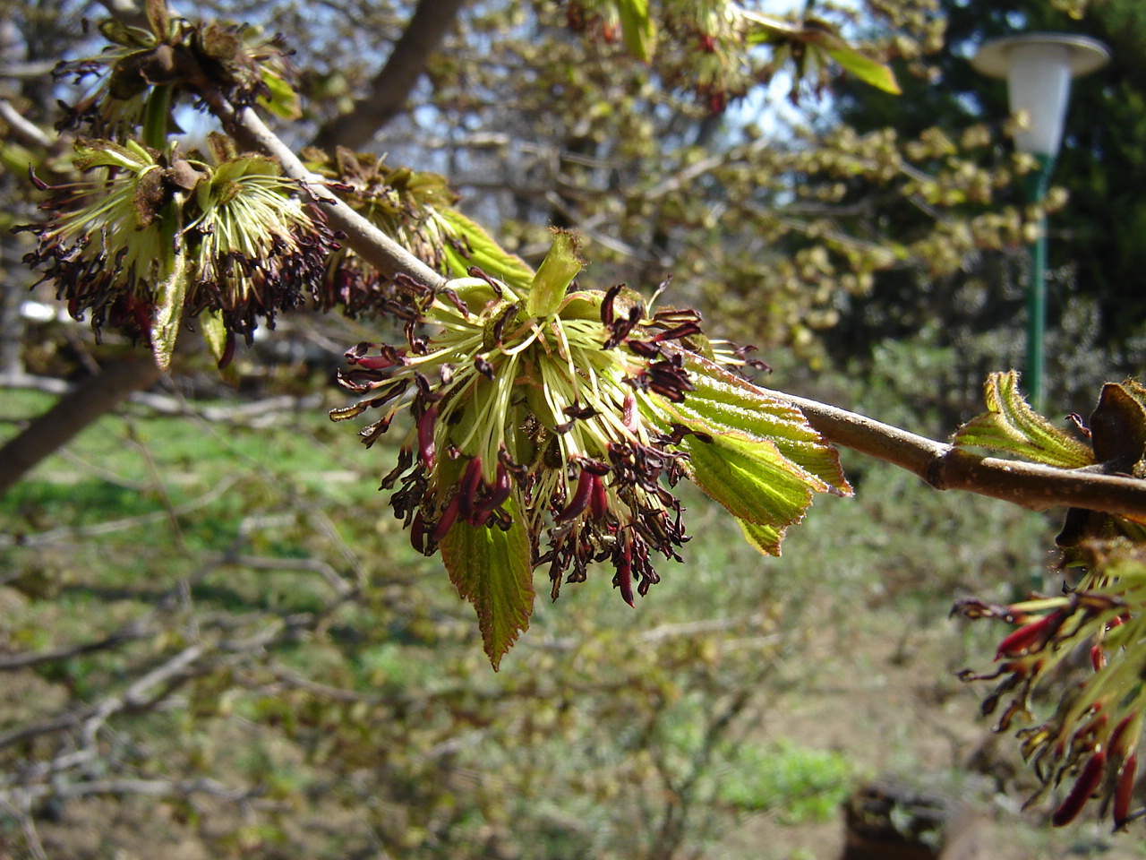 Parrotia persica