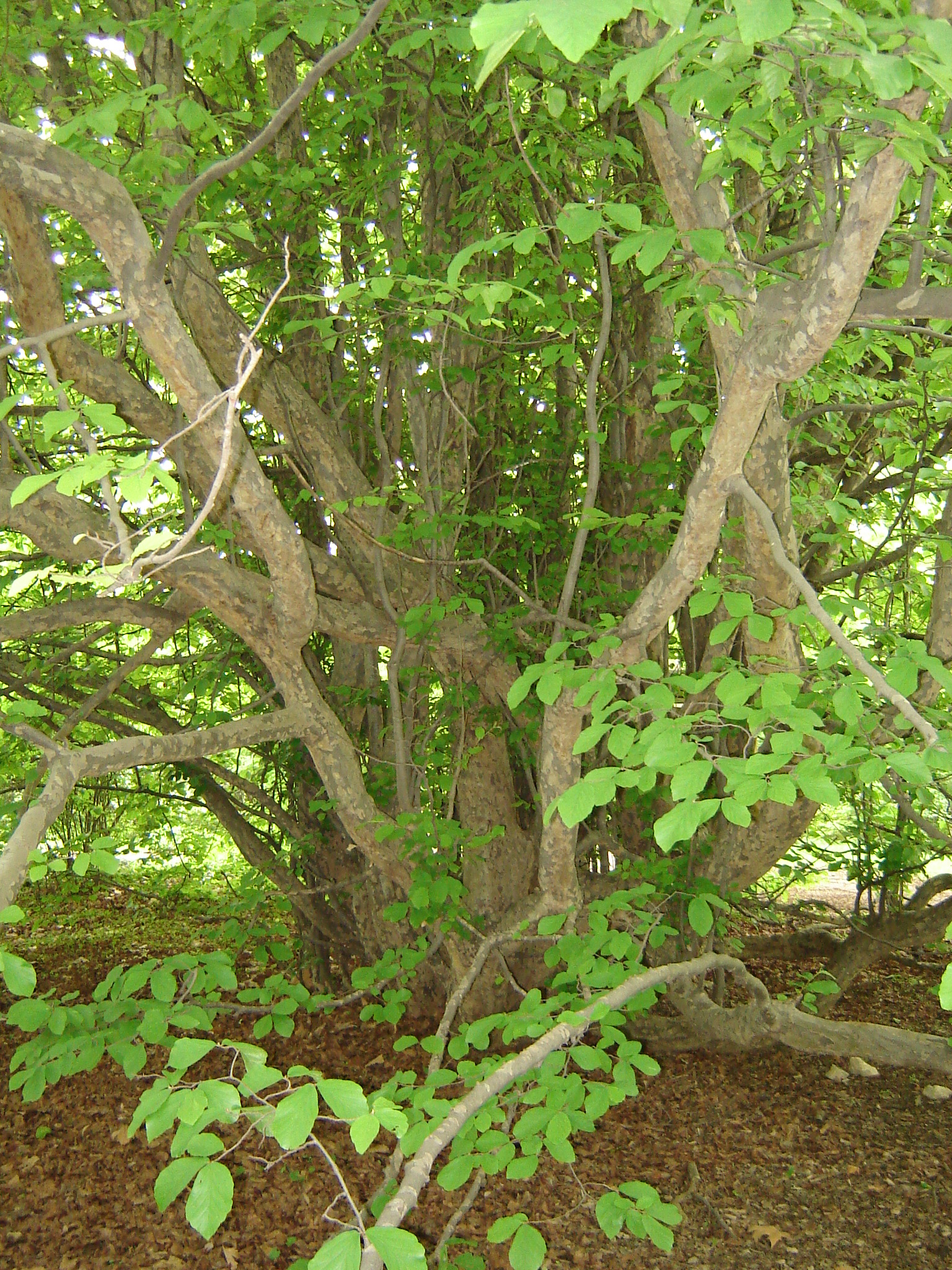 Parrotia persica