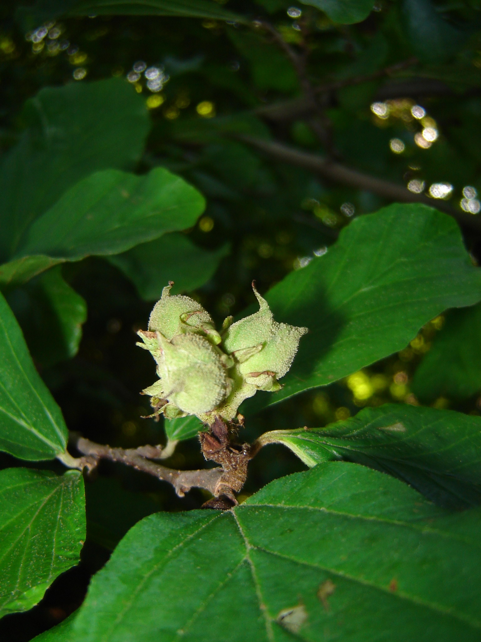 Parrotia persica