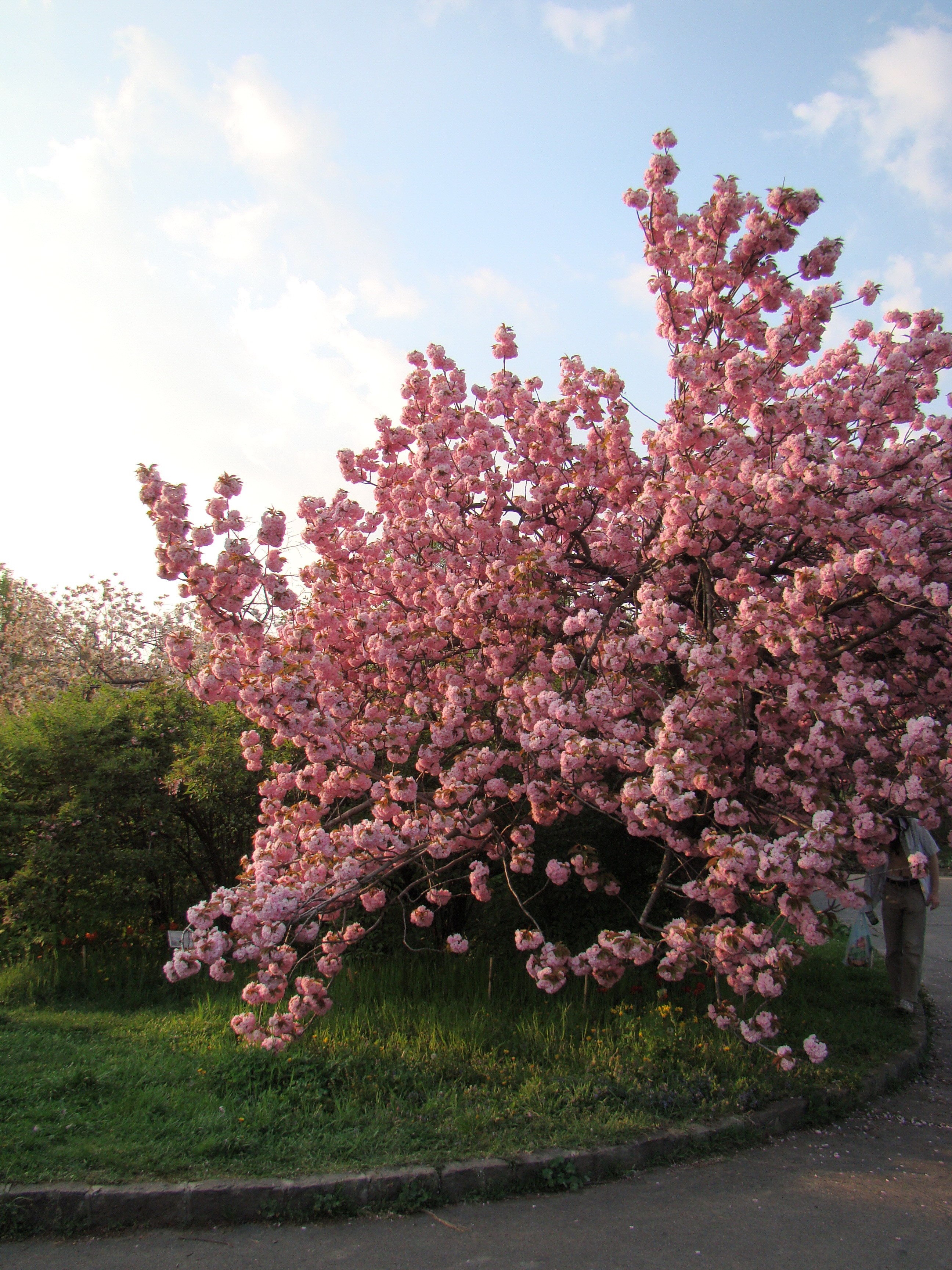 Prunus serrulata ’Kanzan’