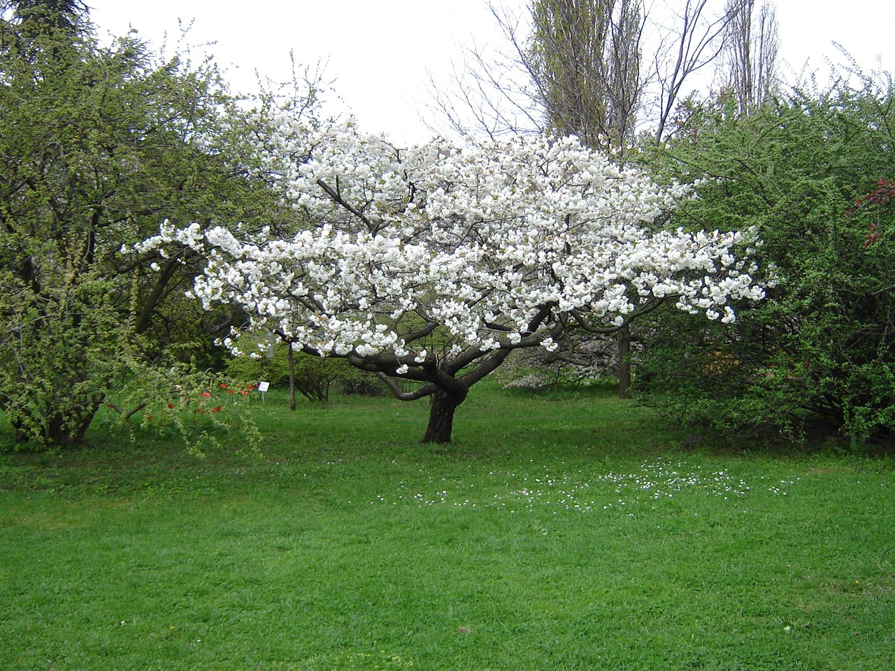 Prunus serrulata ’Shirotae’