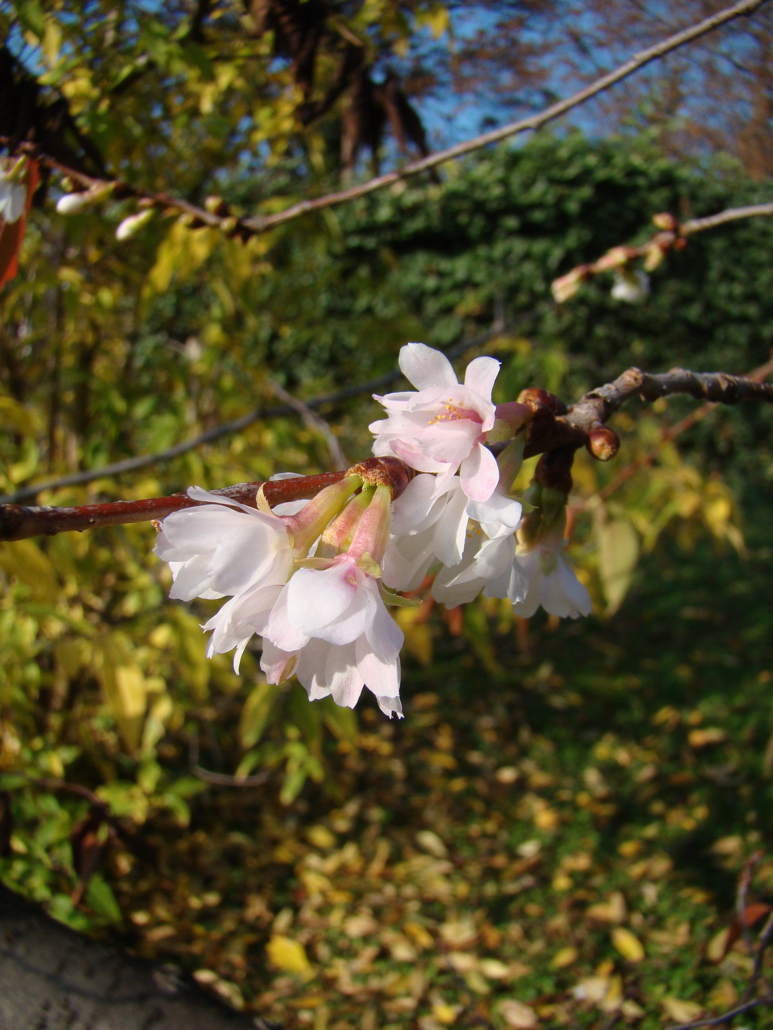 Prunus subhirtella ’Autumnalis’