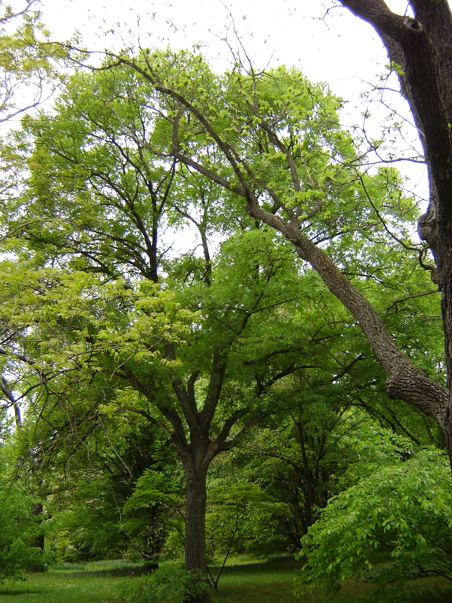 Quercus libani