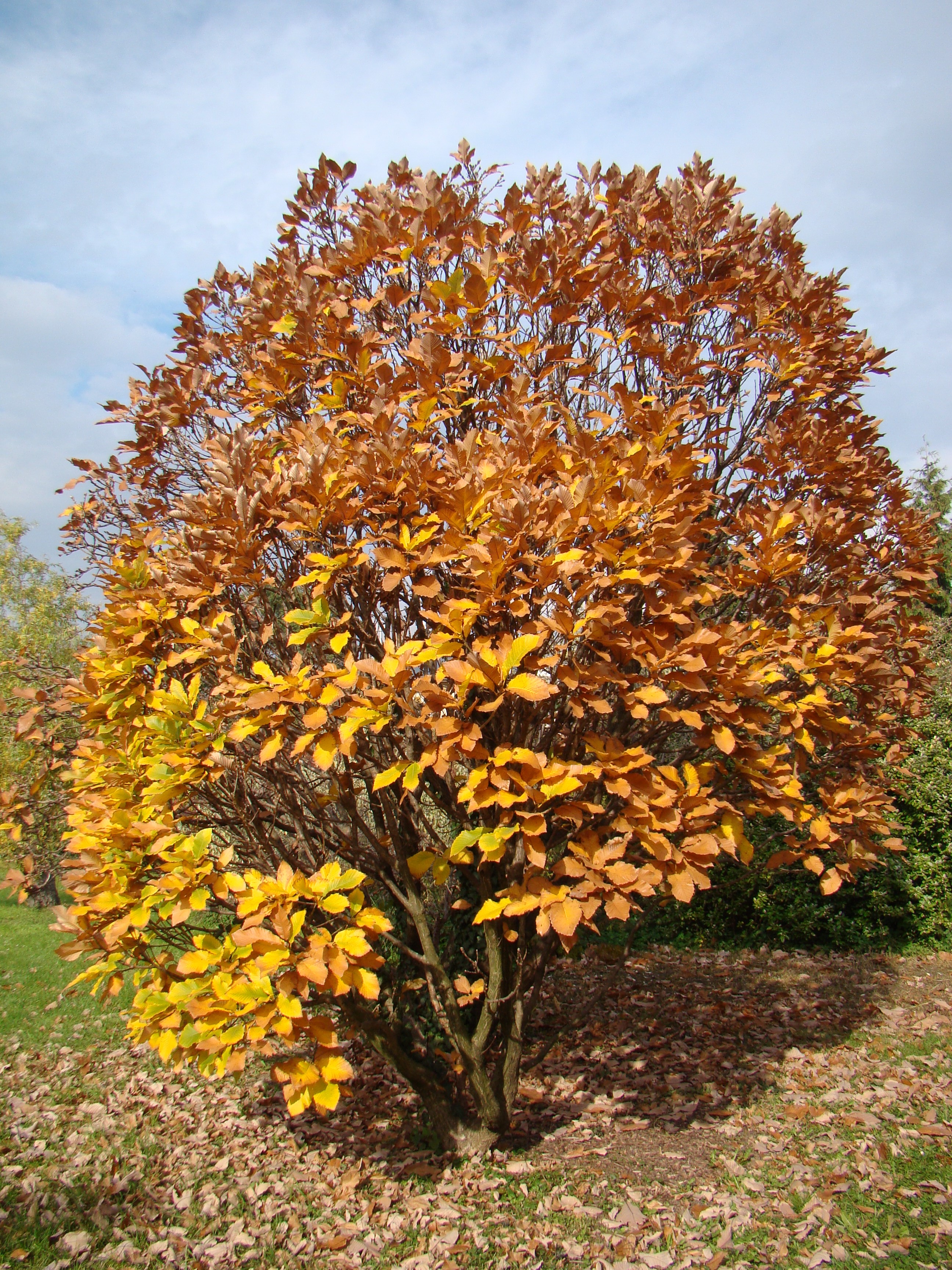 Quercus pontica