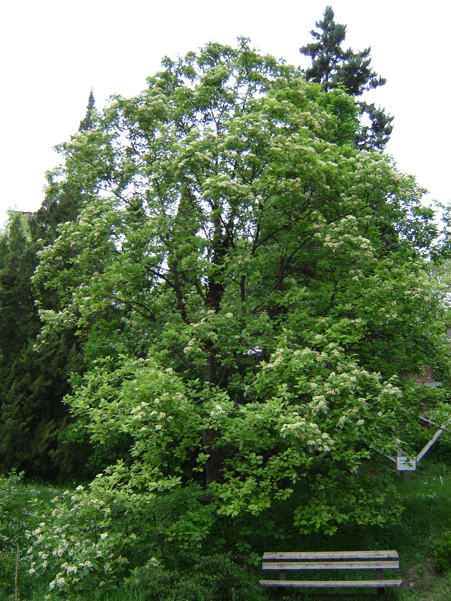 Sorbus degenii