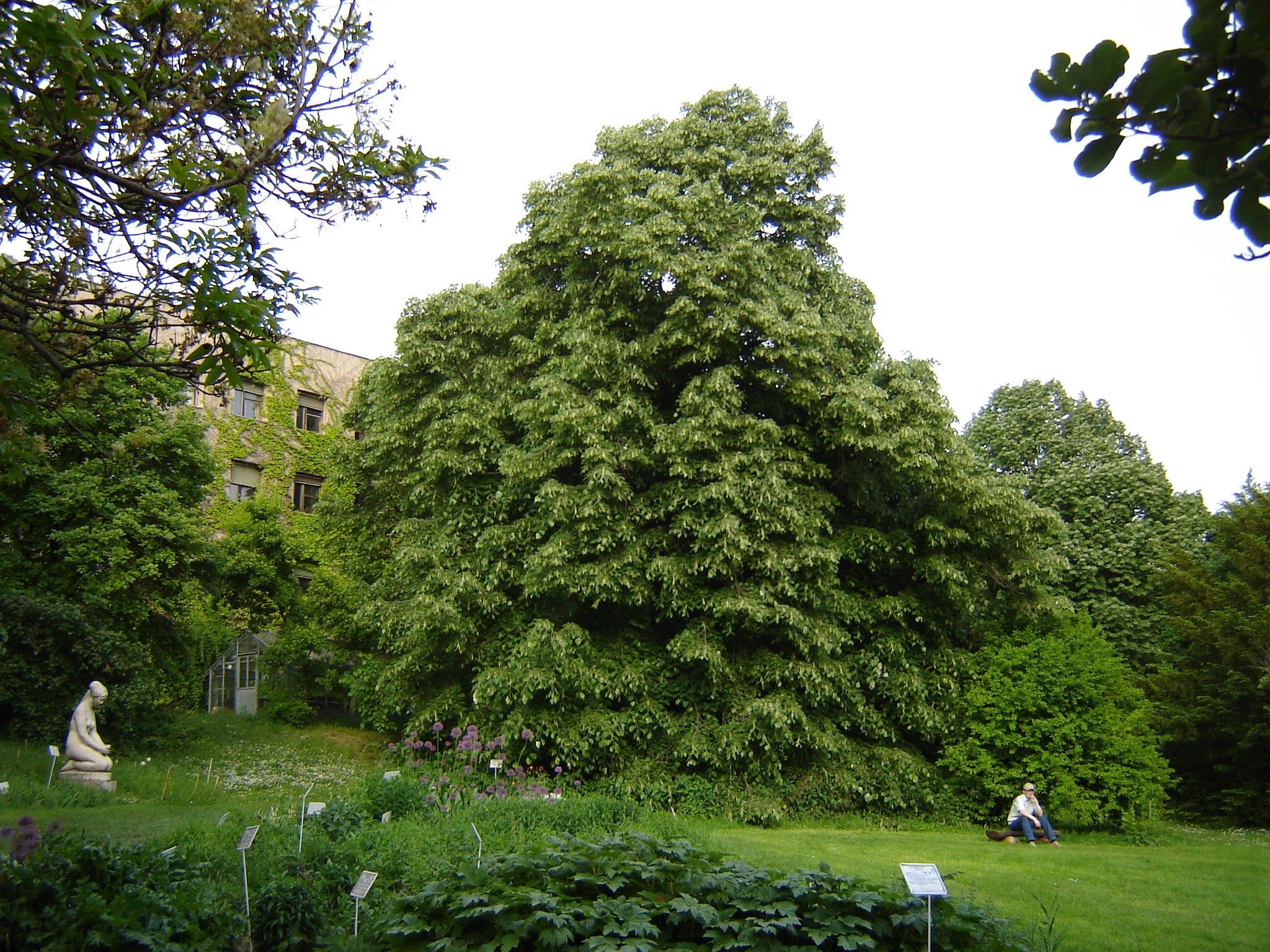 Tilia petiolaris ’Balaton’