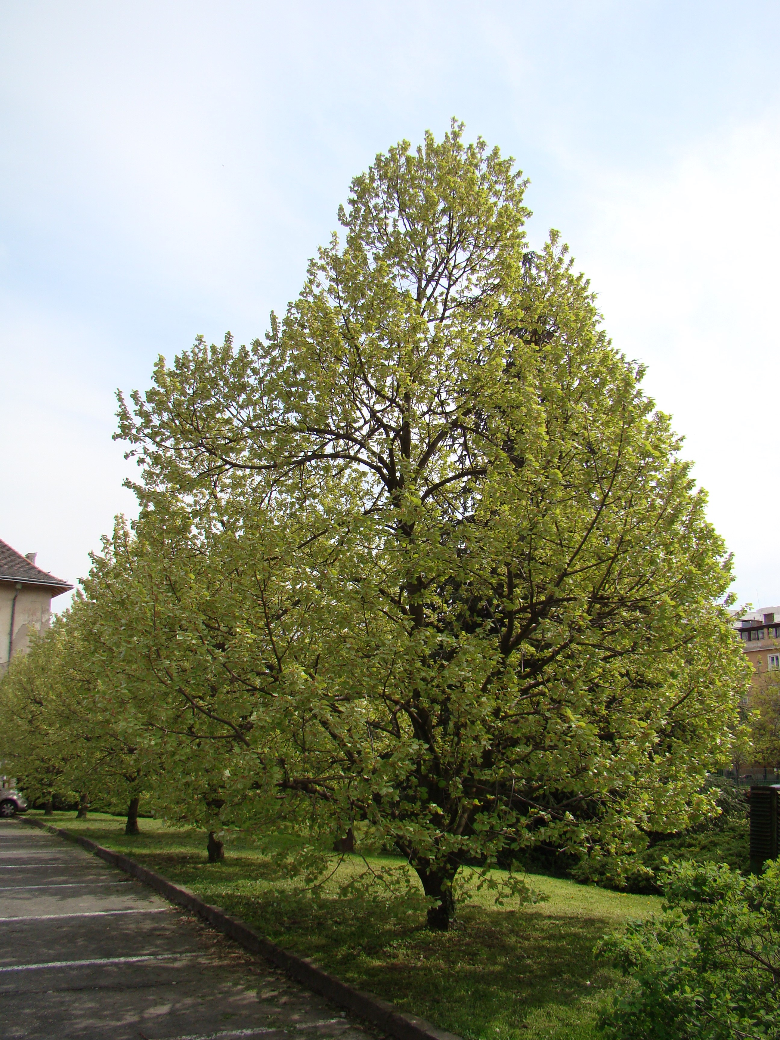 Tilia tomentosa ’Zentai Ezüst’