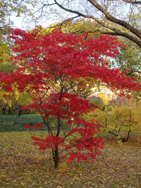 Acer palmatum