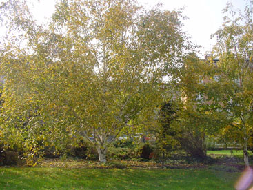 Betula utilis var. jaquemontii