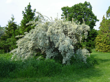 Elaeagnus commutata