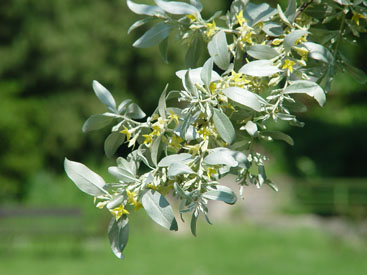 Elaeagnus commutata